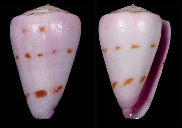 Conus trochulus