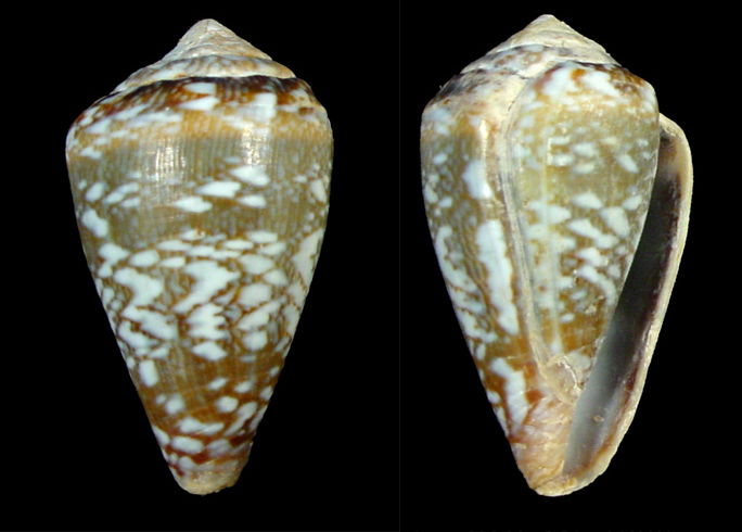 Conus calhetae