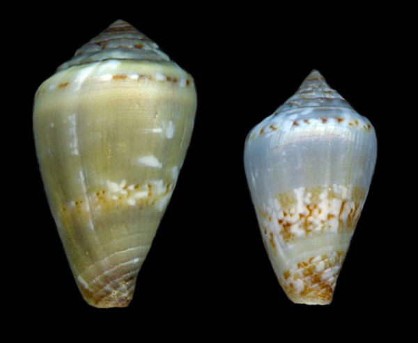Conus galeao