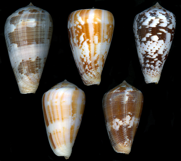Conus ermineus