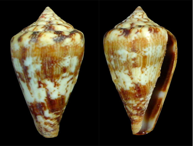 Conus galeao