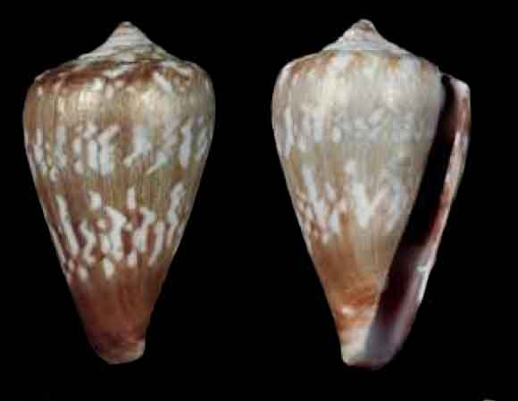 Conus gonsaloi