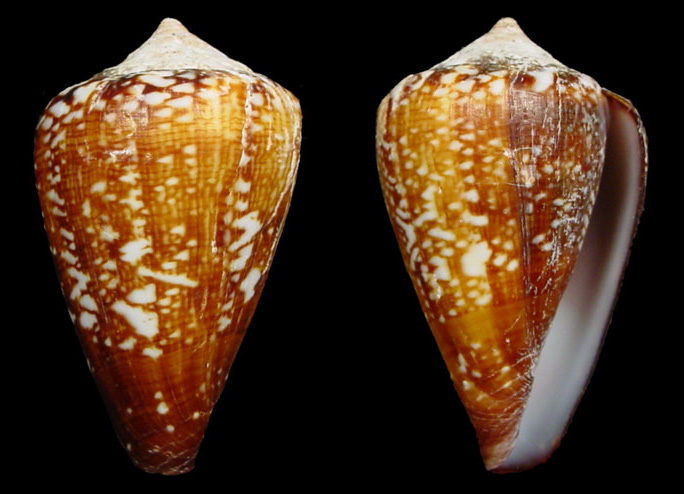 Conus isabelarum