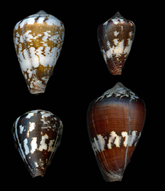 Conus maioensis