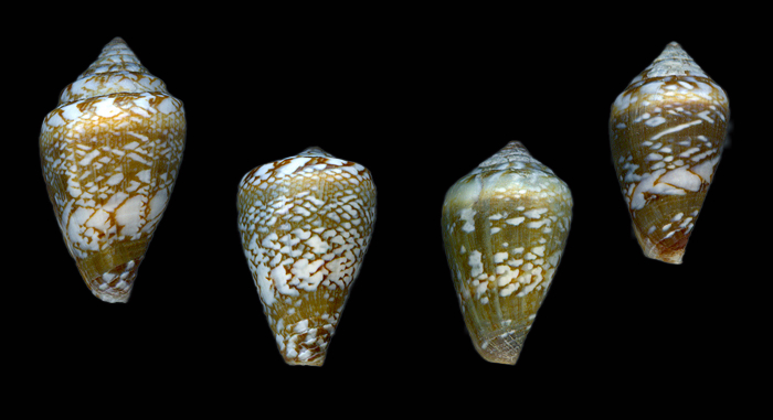 Conus calhetae