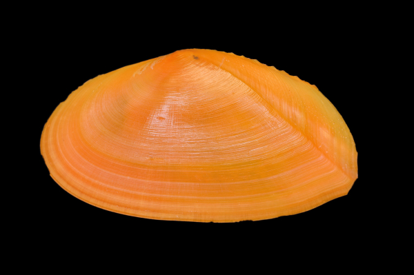 Phylloda foliacea (Linnaeus, 1758), Philippines