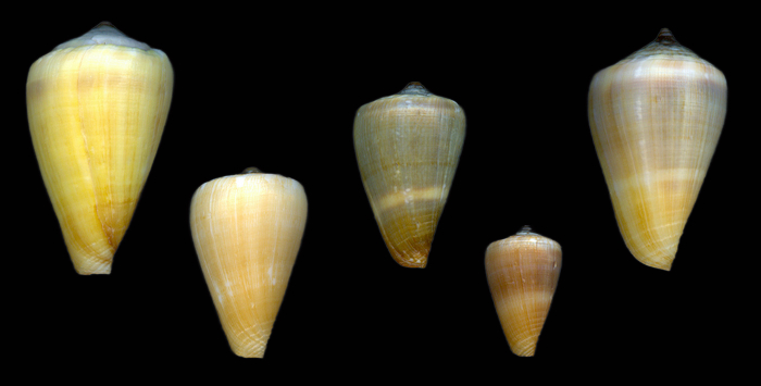 Conus raulsilvai