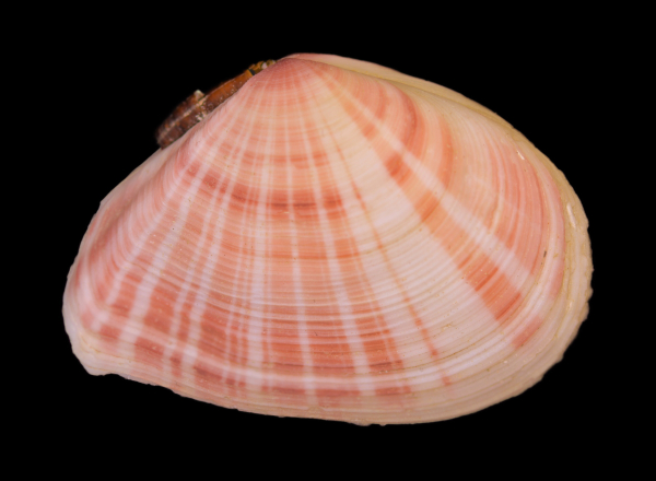 Tellinella virgata (Linnaeus, 1758), France