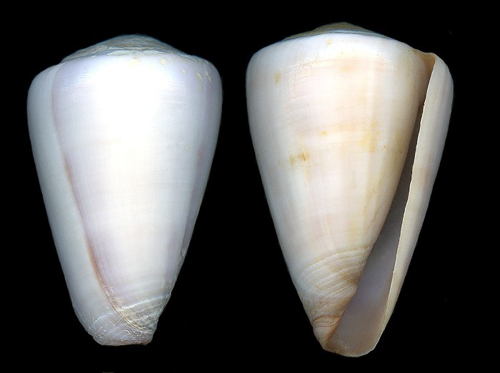 Conus trochulus