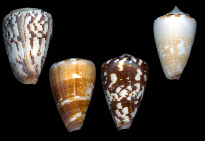 Conus venulatus