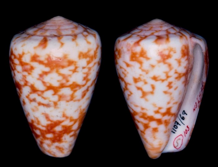 Conus venulatus